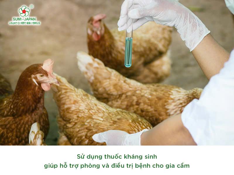 Lưu Ý Quan Trọng Khi Sử Dụng Thuốc Nuôi Gà Đá